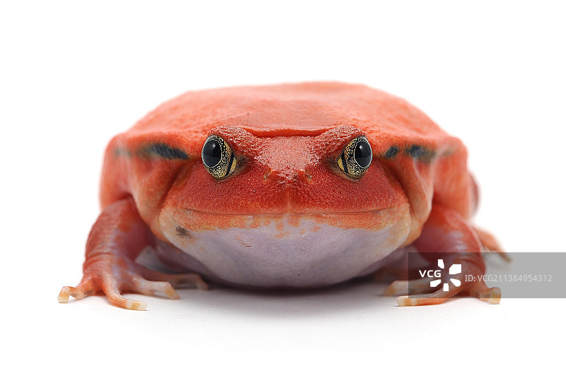 白色背景上的红色番茄蛙图片素材