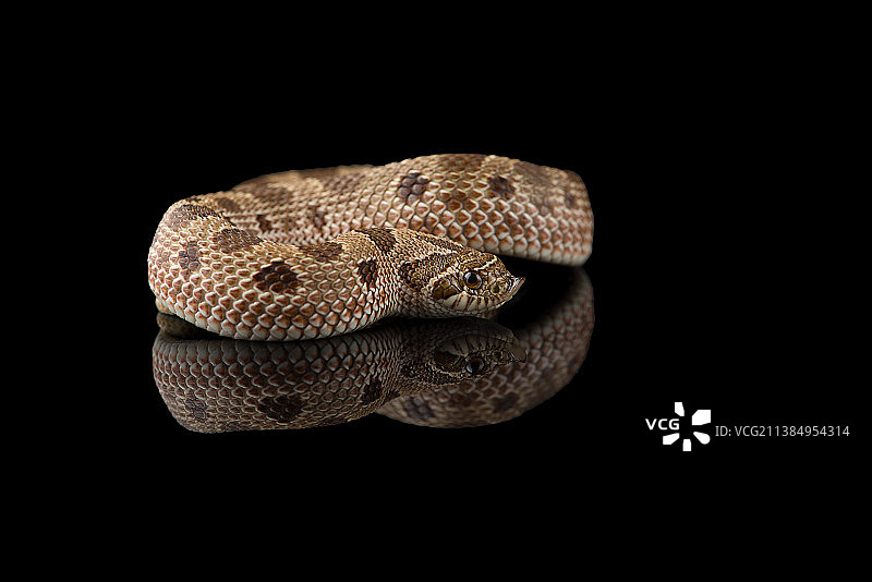 美国猪鼻蛇特写图片素材