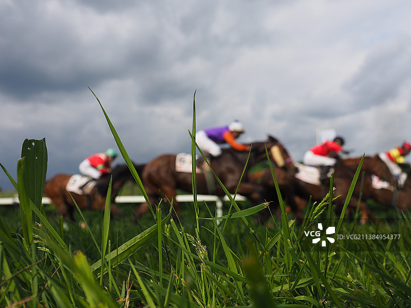 德国，田野草地特写图片素材