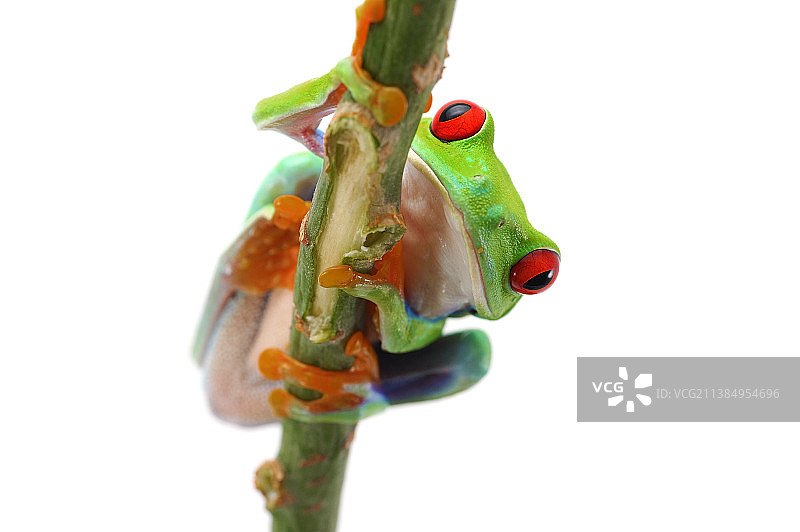 巴西红眼树蛙，白色背景图片素材