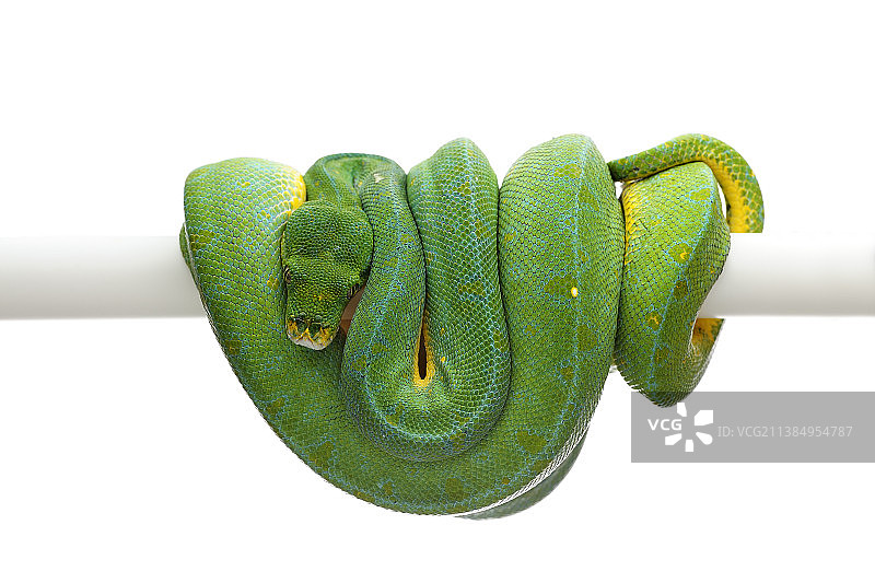 绿树蟒图片素材