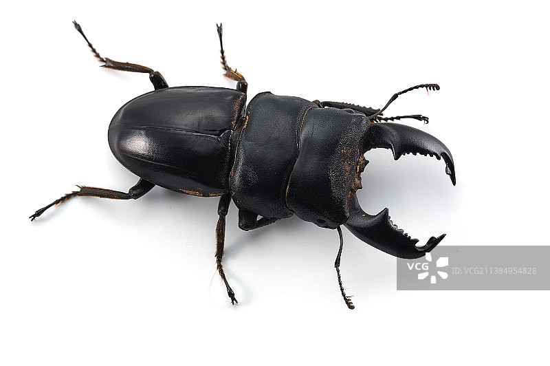 白色背景下的巨型锹形甲图片素材