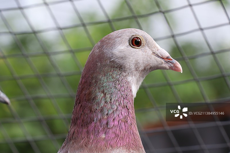 灰姑娘赛鸽特写：鸽子看向远方图片素材