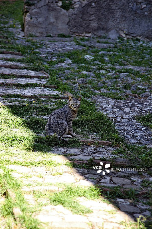你是在跟我说话吗，坐在地上的猫，意大利图片素材