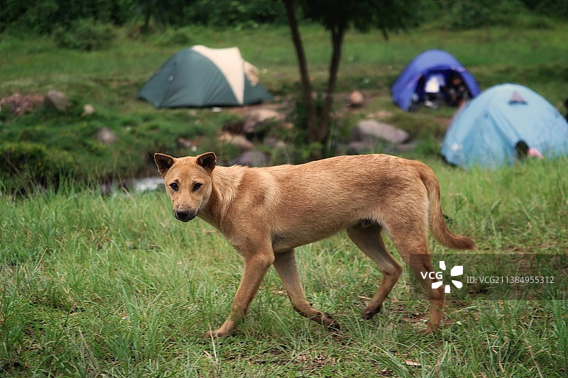 动物主题：草地上站立的狗的侧视图图片素材