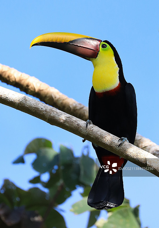 雨林美景：低角度拍摄巨嘴鸟栖息在树枝上图片素材