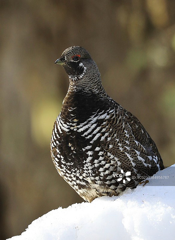 林中精灵：松鸡栖息在雪地上的特写镜头图片素材