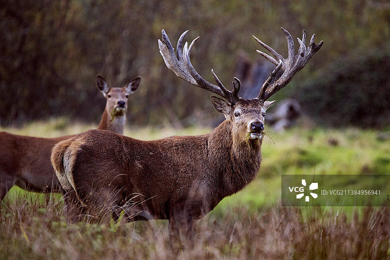 英国霍舍姆希普利，站立在田野上的红白相间赤鹿雄鹿和雌鹿肖像图片素材