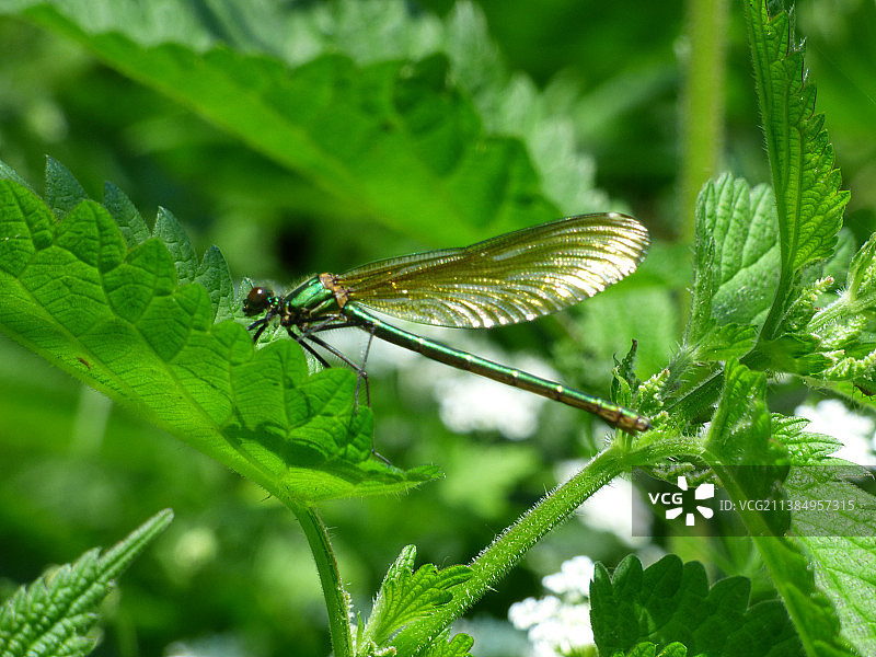 豆娘在植物上的特写图片素材