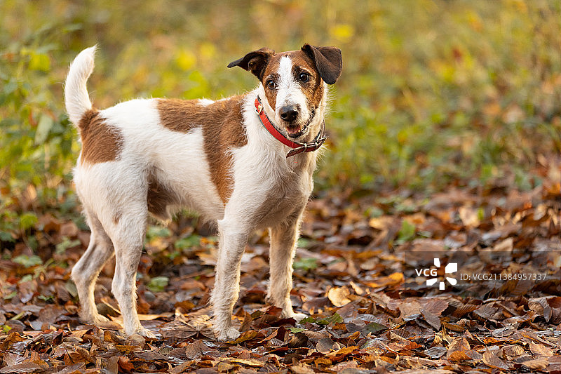 秋季波兰田野梗犬肖像图片素材