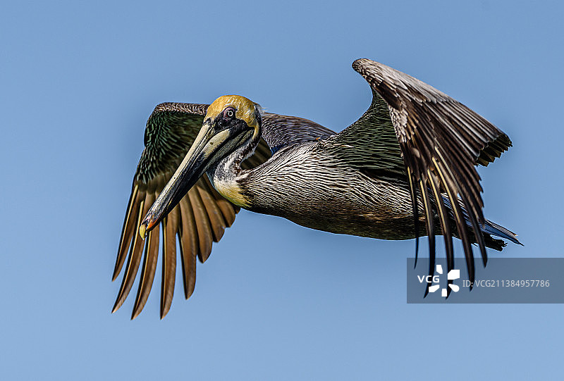 佛罗里达州那不勒斯鹈鹕低角度飞行景观图片素材