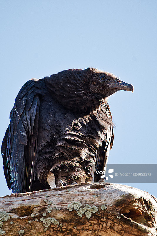 坐着观看：老鹰栖息在树枝上，仰视视角图片素材