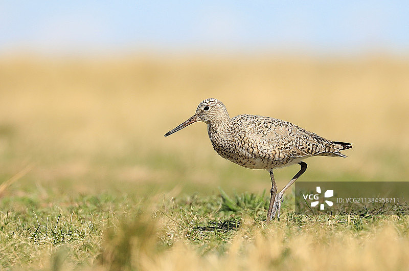 鹬在草地上栖息的特写图片素材