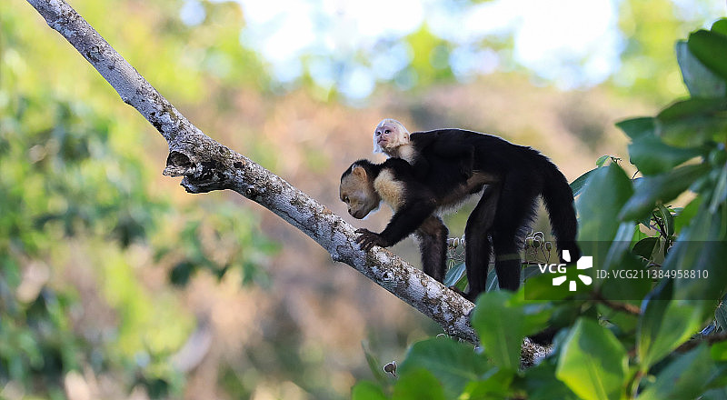热带雨林居民：树上卷尾猴的仰视图片素材