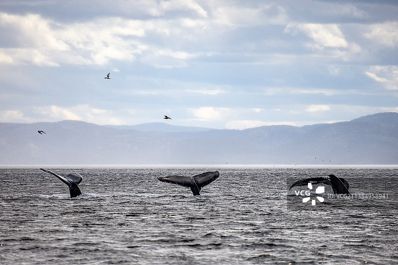 加拿大魁北克省塔杜萨克上空飞翔的海鸥与三条跃出水面的鲸鱼图片素材