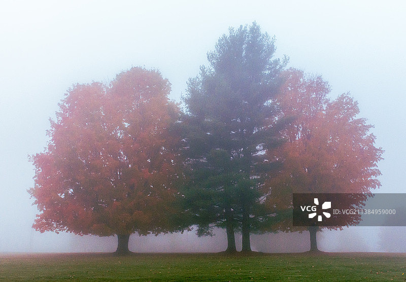 美国缅因州布里奇顿：雾天下田野上的树木图片素材