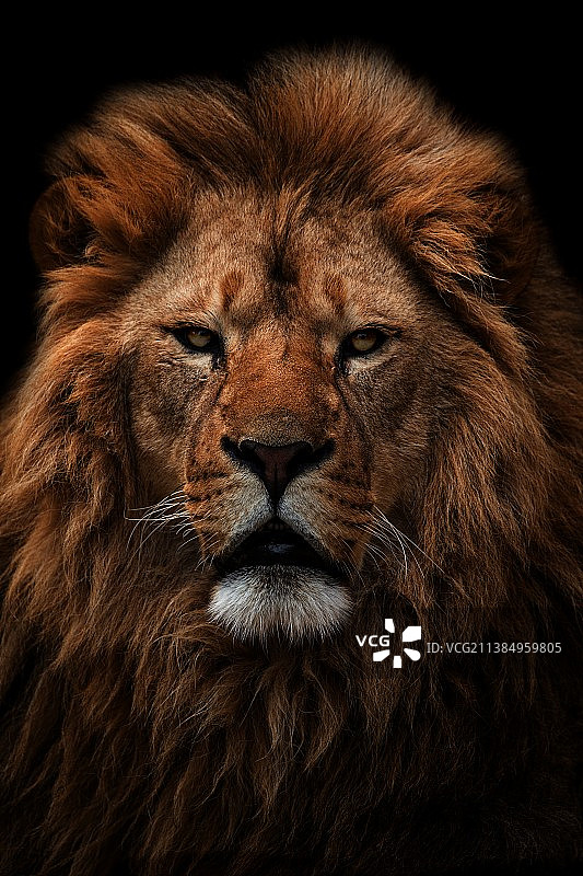 狮子肖像，捷克图片素材