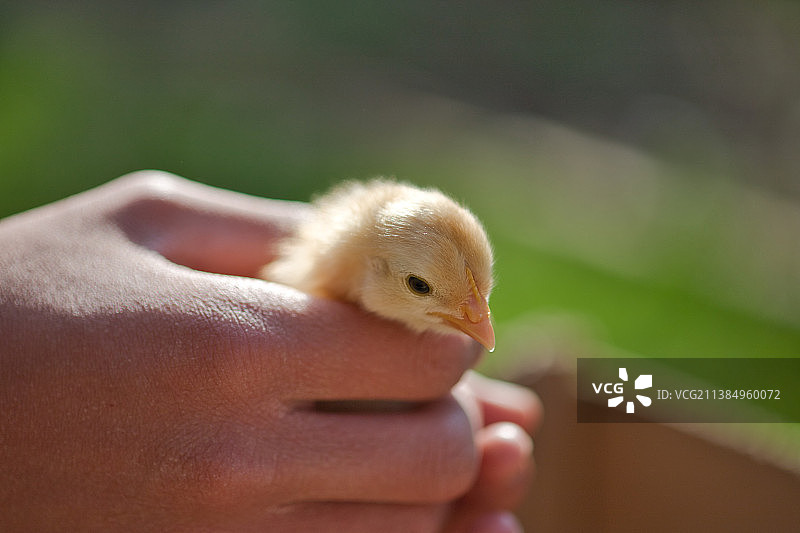 手持小鸡图片素材