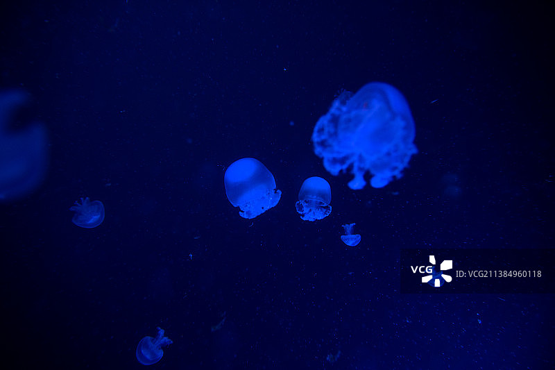 海中游泳的水母特写图片素材