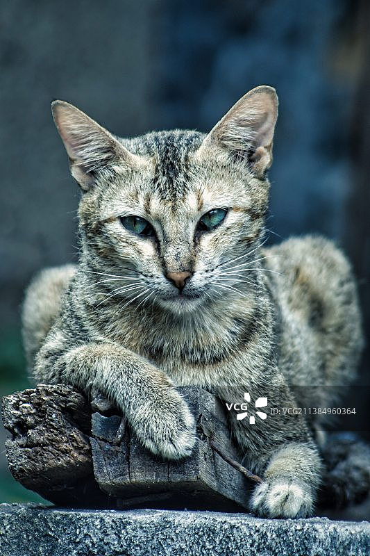 菲律宾邦阿西楠省卡拉西奥的虎斑猫特写 портрет图片素材