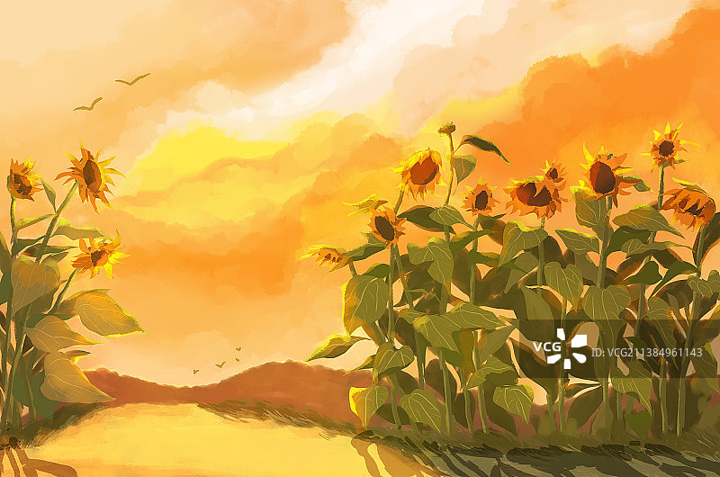 傍晚的向日葵图片素材