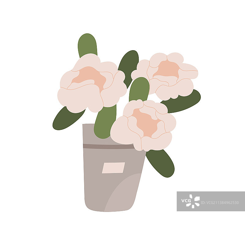 水桶中盛开的牡丹花图片素材