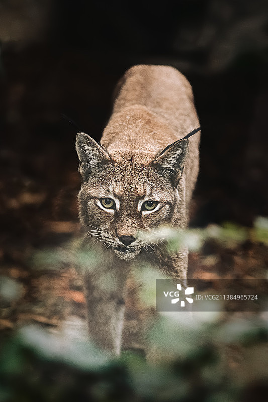 户外猫咪肖像图片素材