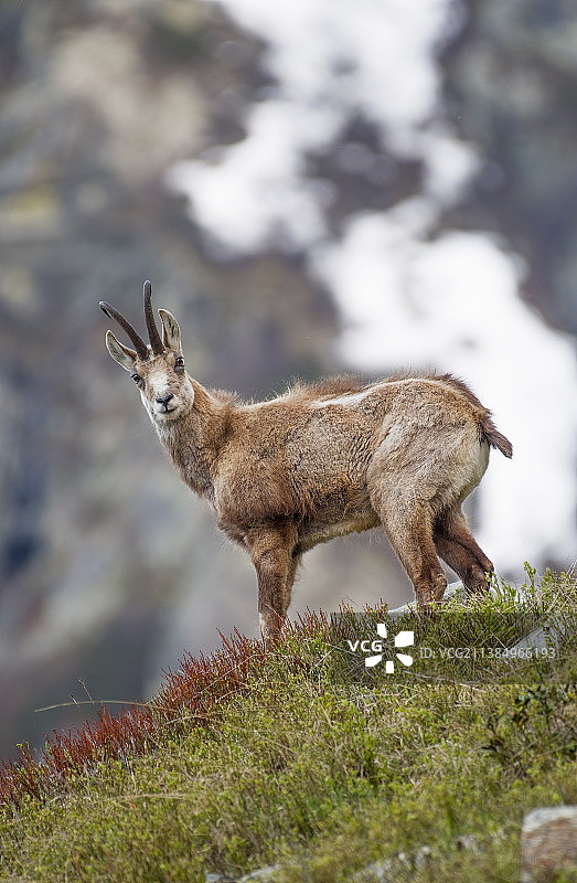 袋鼠站在意大利库内奥克里索洛蒙维索自然公园田野上的侧面图图片素材