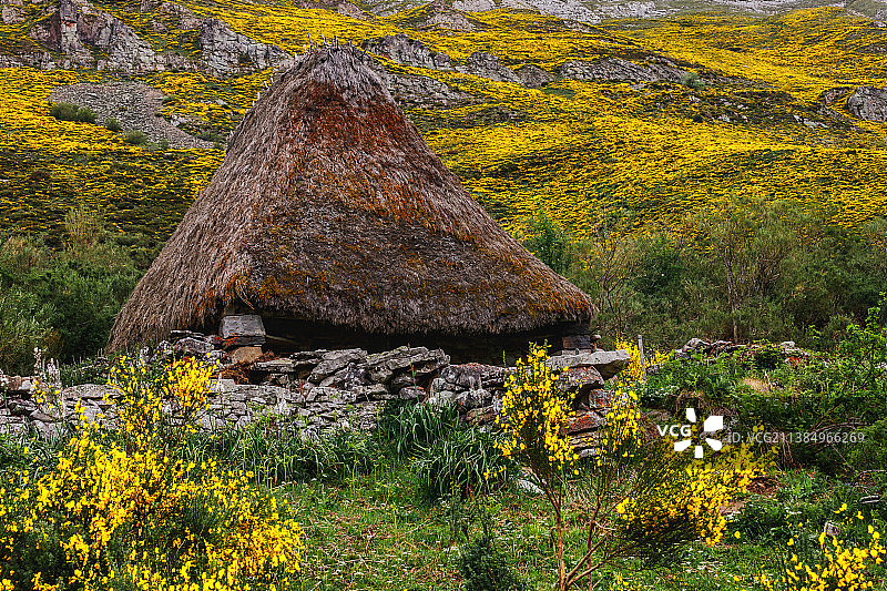 田野上的黄色开花植物风光图片素材