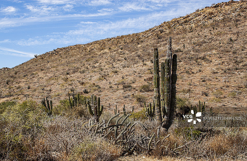 墨西哥下加利福尼亚州托多斯桑托斯的仙人掌地图片素材