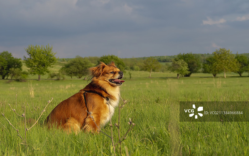 草地上母狮的侧面图片素材