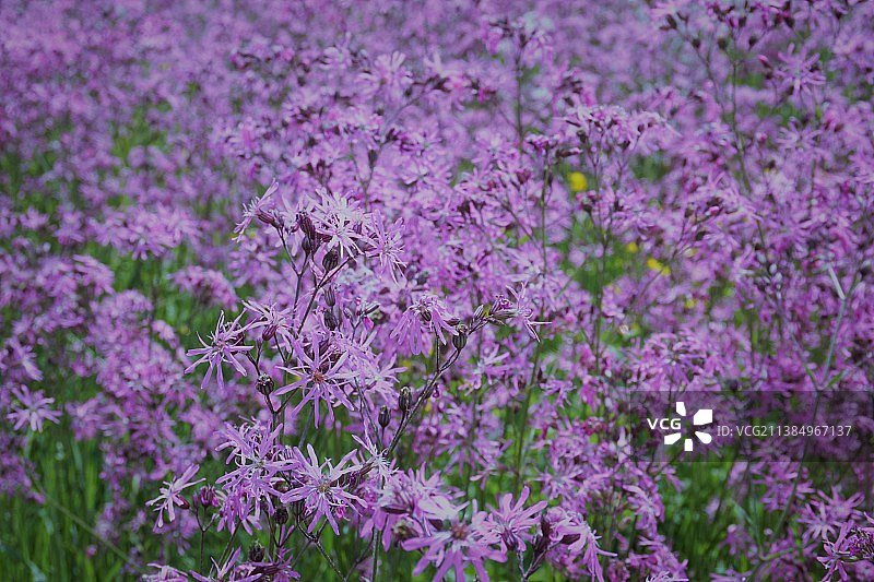 波兰田野上的紫色植物特写图片素材