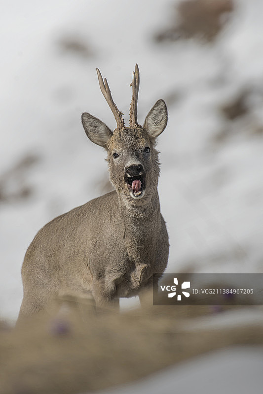 站在意大利库内奥克里索洛蒙维索自然公园雪地上的狍子肖像图片素材