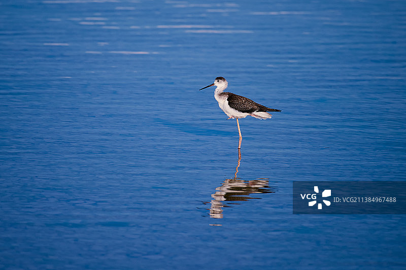 黑翅长脚鹬栖息在海滩岸边的侧视图，地点：克罗地亚弗兰斯科耶泽罗湖图片素材
