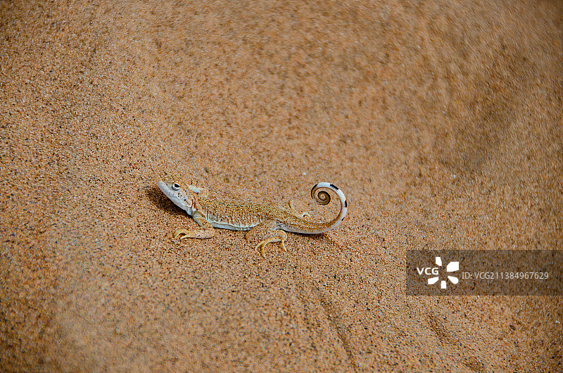 亚洲中国内蒙古阿拉善著名旅游景点腾格里沙漠，野生动物拍摄主题广袤的金黄色沙漠里的小型蜥蜴，户外无人图图片素材