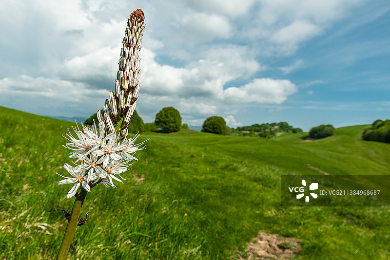 意大利热那亚法西亚山谷的白色水仙花图片素材