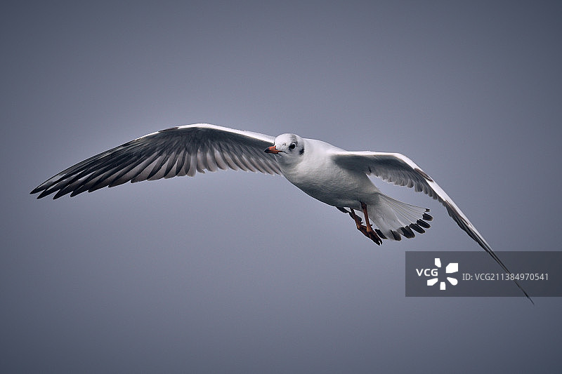 爱尔兰阿克洛黑头鸥，低角度飞过天空图片素材