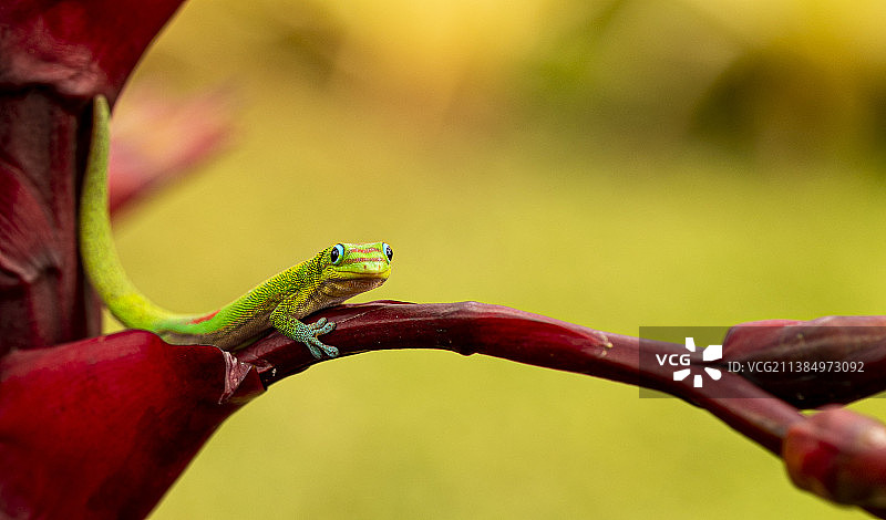 植物上的壁虎特写图片素材