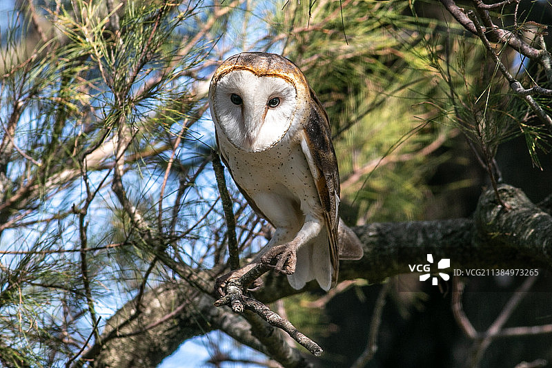 栖息于树枝上的仓鸮低角度视图，阿根廷圣菲圣豪尔赫图片素材