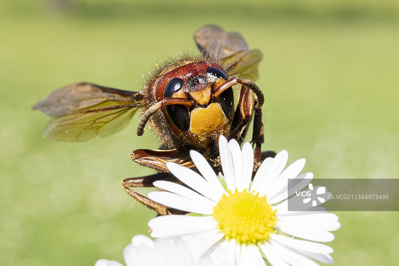 蜜蜂在花上授粉的特写图片素材