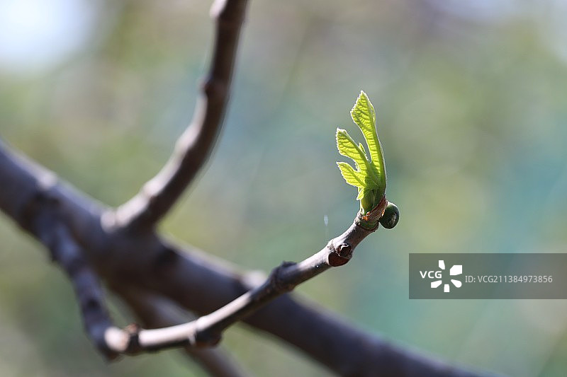 无花果小叶特写图片素材