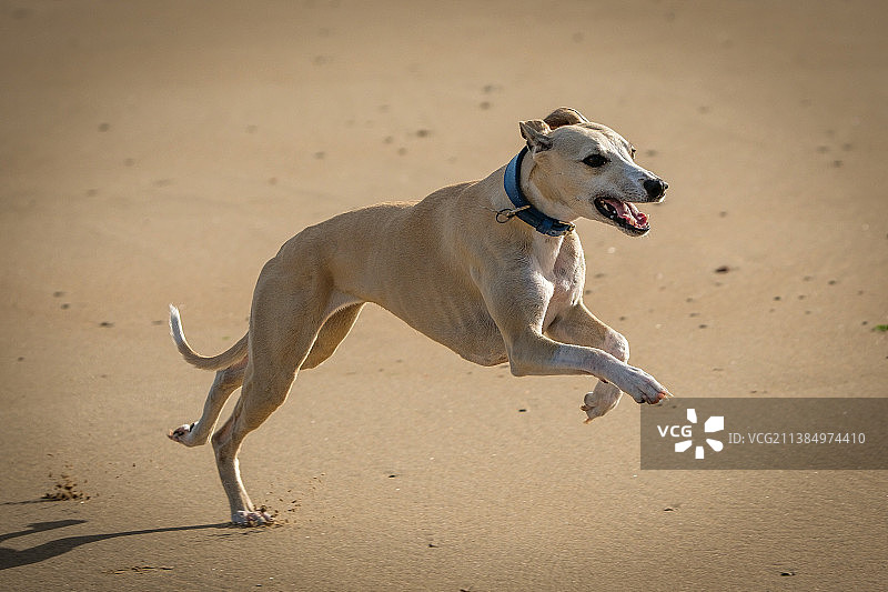 在沙滩上奔跑的格力犬侧视图图片素材