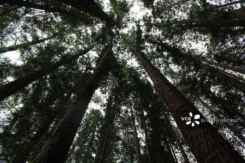森林中竹子的低角度视角图片素材