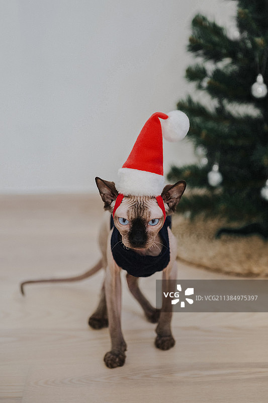 穿着圣诞老人帽子站在地板上的斯芬克斯猫的肖像，乌日霍罗德，外喀尔巴阡州，乌克兰图片素材