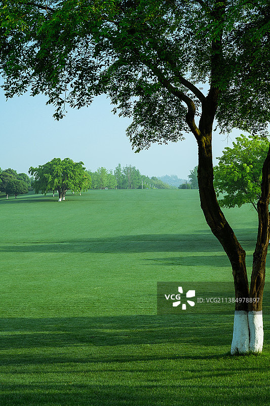 树下的大草坪图片素材