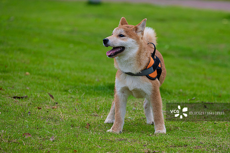 奔跑中的柴犬特写图片素材