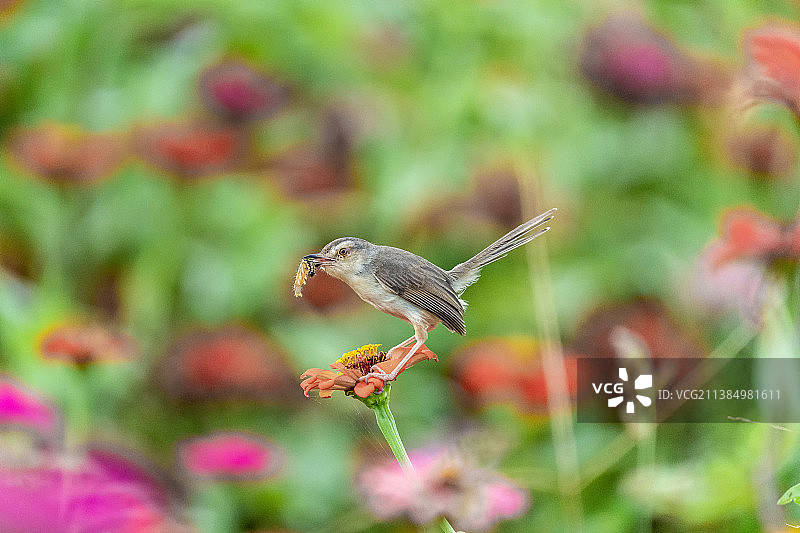 一只藏匿于大花百日菊丛中嬉戏觅食的纯色山鹪莺鸟图片素材