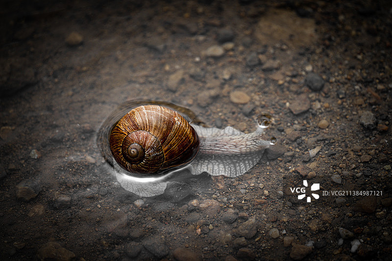 特写的蜗牛图片素材