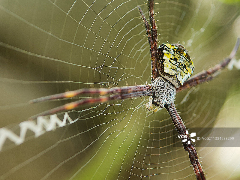 蜘蛛网上的蜘蛛特写图片素材