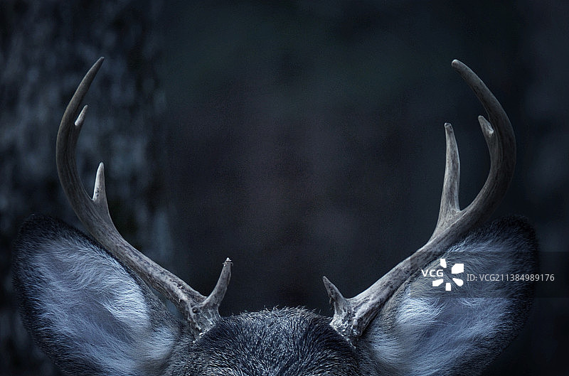 特写：鹿角，深色森林背景图片素材